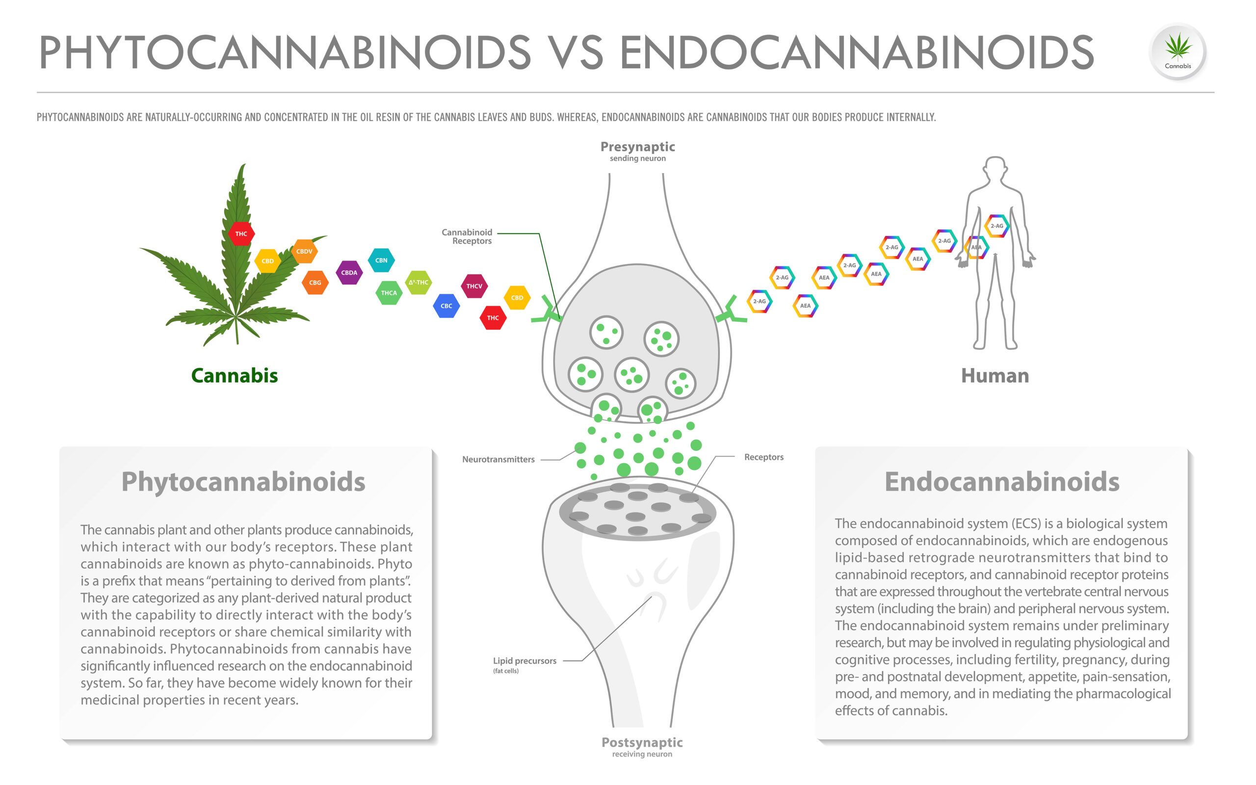 Graphic image of Phytocannabinoids vs Endocannabinoids