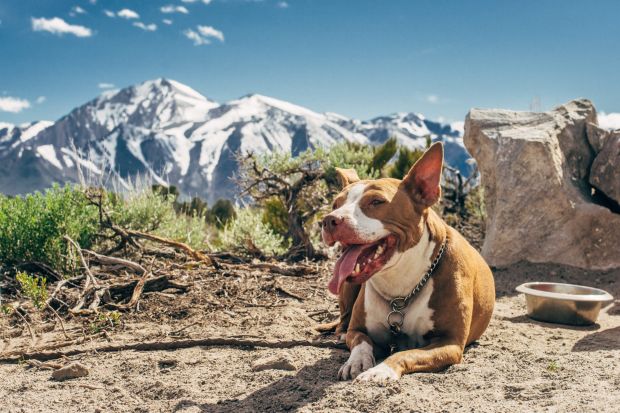 Image of cute dog relaxing in the mountains.