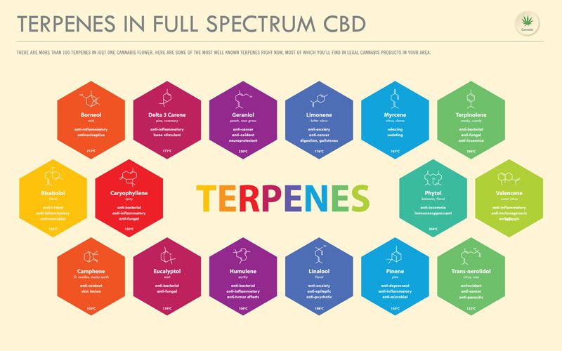 Image graphic detailing Terpenes in Full Spectrum CBD